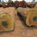 Iroko Wood Logs