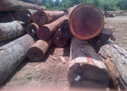 Zebrano Wood Logs