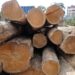 Teak Wood Logs